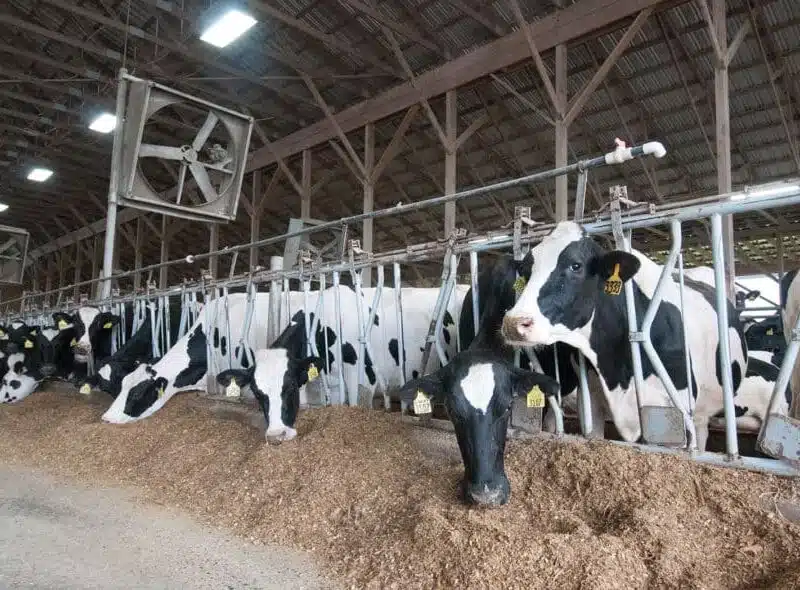 Dairy and Horse Barn Ceiling Fans