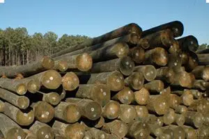 Southern Yellow Pine Poles